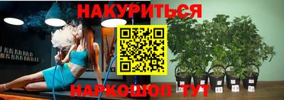 стафф Кингисепп